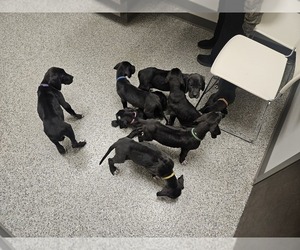 Great Dane Litter for sale in TRUXTON, MO, USA