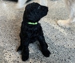 Small Photo #1 Goldendoodle Puppy For Sale in PORTLAND, OR, USA