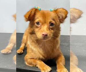 Chihuahua-Unknown Mix Dogs for adoption in Katy, TX, USA