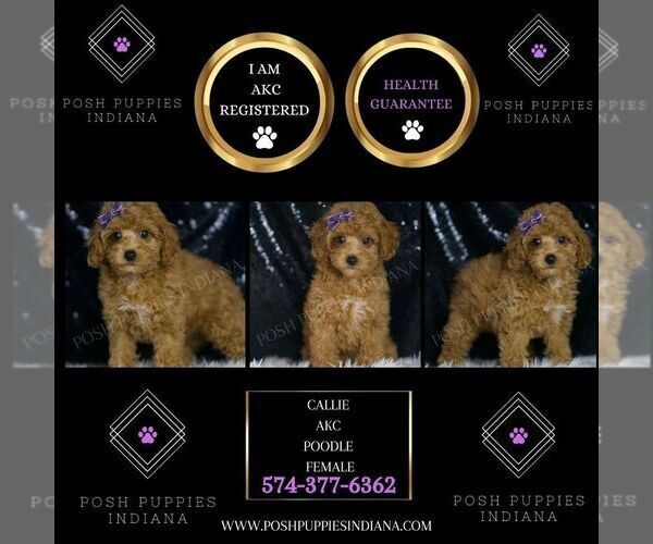 Medium Photo #38 Poodle (Toy) Puppy For Sale in WARSAW, IN, USA