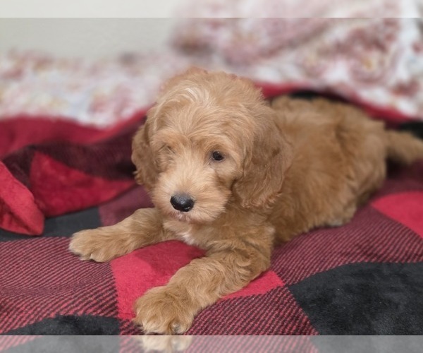 Medium Photo #30 Goldendoodle Puppy For Sale in DUBLIN, TX, USA