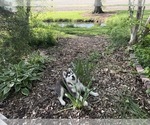 Small Photo #10 Siberian Husky Puppy For Sale in ALTON, IL, USA