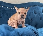 Small Photo #14 French Bulldog Puppy For Sale in CHARLOTTESVILLE, VA, USA