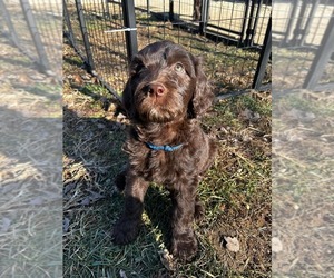 Medium Springerdoodle