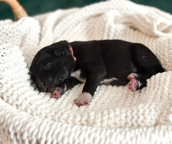 Medium Photo #1 Australian Shepherd Puppy For Sale in BOUTON, IA, USA