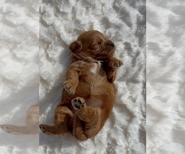 Medium Photo #8 Goldendoodle (Miniature) Puppy For Sale in RANDOLPH, WI, USA