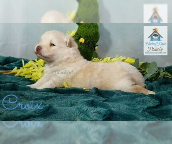 Medium Photo #6 Pomeranian-Pomsky Mix Puppy For Sale in RAMSEY, MN, USA