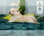 Small Photo #6 Pomeranian-Pomsky Mix Puppy For Sale in RAMSEY, MN, USA