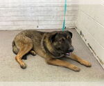 Small German Shepherd Dog Mix