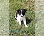 Small #7 Border Collie