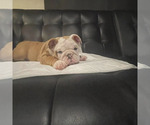 Puppy 2 English Bulldog