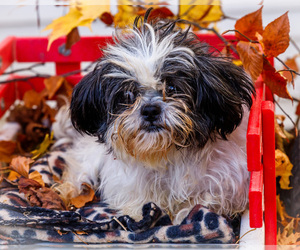 Mother of the Shorkie Tzu puppies born on 09/01/2025