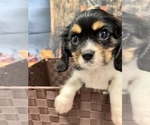 Small Photo #9 Cavalier King Charles Spaniel Puppy For Sale in SOUTH ORANGE, NJ, USA