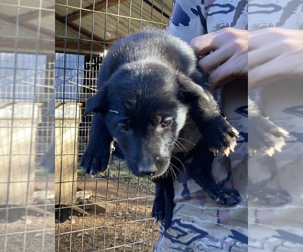 Medium Photo #7 Border Collie Puppy For Sale in COLTON, OR, USA