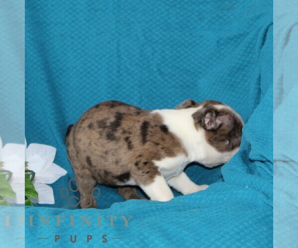 Medium Photo #5 Boston Terrier Puppy For Sale in QUARRYVILLE, PA, USA