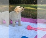 Small Photo #27 Labradoodle Puppy For Sale in ROBERTA, GA, USA