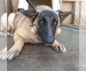 Lily - Female Mutt Dog for Adoption - Photo #5
