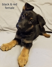 German Shepherd Dog Puppy for sale in MECHANICSVILLE, VA, USA