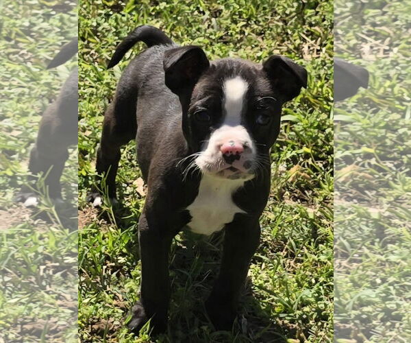 Medium Photo #4 Boston Terrier-Unknown Mix Puppy For Sale in Alexander, AR, USA