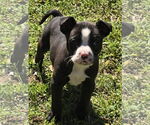 Small #3 Boston Terrier Mix