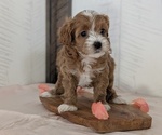 Small #12 Cavapoo (Miniature)