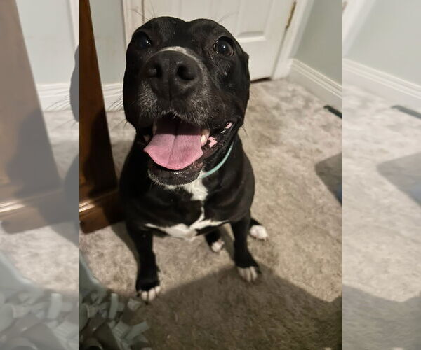 Medium Photo #12 American Pit Bull Terrier-Unknown Mix Puppy For Sale in Germantown, OH, USA