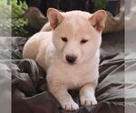 Small Shiba Inu