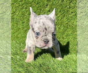 French Bulldog Puppy for sale in PALMDALE, CA, USA