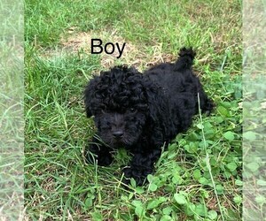 Australian Shepherd-Poodle (Toy) Mix Puppy for sale in CLARE, IL, USA