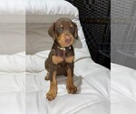 Small Photo #13 Doberman Pinscher Puppy For Sale in BUCKEYE, AZ, USA