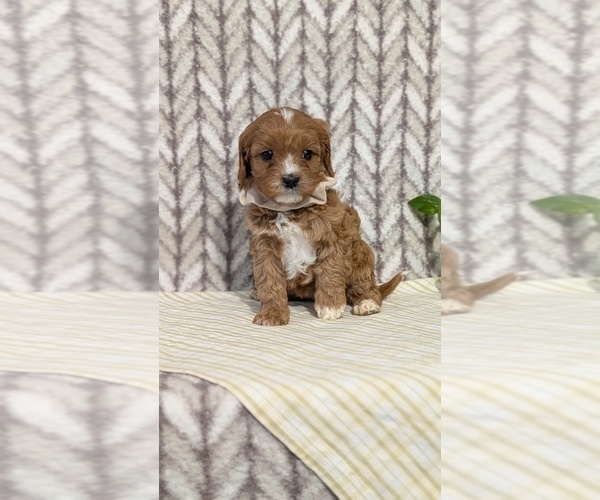 Medium Photo #10 Cavapoo (Miniature) Puppy For Sale in GOSHEN, IN, USA