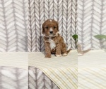 Small Photo #44 Cavapoo (Miniature) Puppy For Sale in GOSHEN, IN, USA