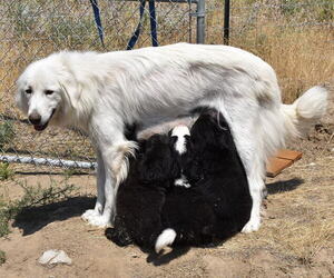 Mother of the Great Pyrenees-Newfoundland Mix puppies born on 06/01/2023