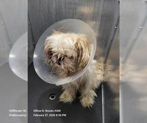 Maltese-Unknown Mix Dogs for adoption in San Antonio, TX, USA