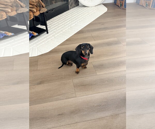 Medium Photo #3 Dachshund Puppy For Sale in Tampa, FL, USA