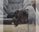 Small #2 Mutt