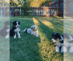 Small Australian Shepherd