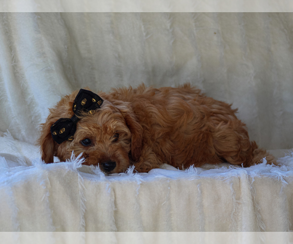 Medium Photo #5 Cavapoo-Poodle (Miniature) Mix Puppy For Sale in LIBERTY, KY, USA