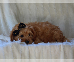 Small #4 Cavapoo-Poodle (Miniature) Mix