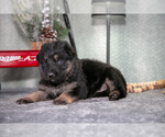 Puppy Landon German Shepherd Dog