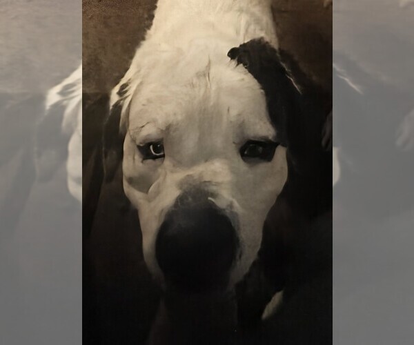 Medium Photo #1 Saint Bernard Puppy For Sale in GRAND BAY, AL, USA