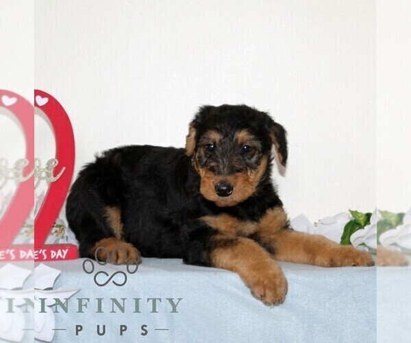 Medium Photo #4 Airedale Terrier Puppy For Sale in HOLTWOOD, PA, USA