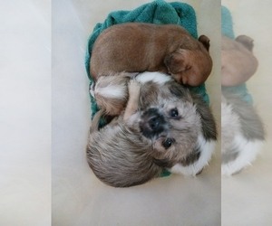 Shih Tzu Puppy for sale in MANVEL, TX, USA