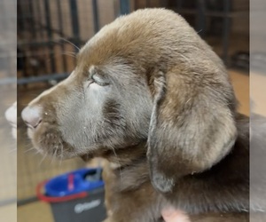 Labrador Retriever Puppy for sale in FORT MC COY, FL, USA