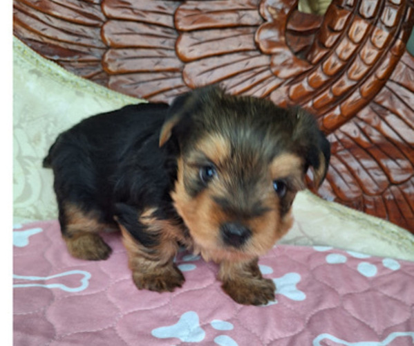 Medium Photo #1 Yorkshire Terrier Puppy For Sale in SAN ANTONIO, TX, USA