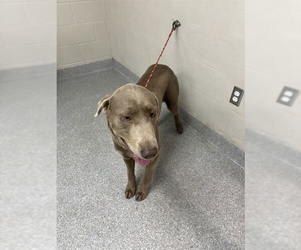 Medium Photo #1 Labmaraner Puppy For Sale in Pasadena, TX, USA