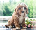 Small #3 Cavapoo (Miniature)