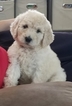 Small Photo #1 Goldendoodle Puppy For Sale in ANTELOPE, CA, USA