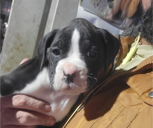 Medium Photo #4 Boxer Puppy For Sale in STAFFORD, CT, USA