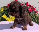 Small #5 Cocker Spaniel